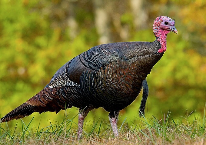 Wild turkey eastern US by Dimus is available through Public Domain.
